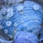 USA- Washington State- Seabeck. Frosty clam shell in winter. Coastal Print